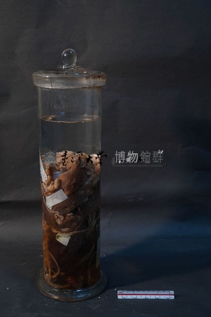 嚙齒類藏品圖，第4張