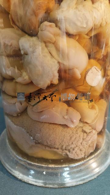 海兔藏品圖，第4張