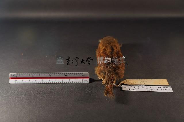 隱紋花松鼠藏品圖，第4張