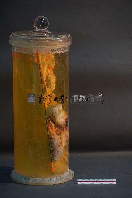 兔的解剖藏品圖，第4張