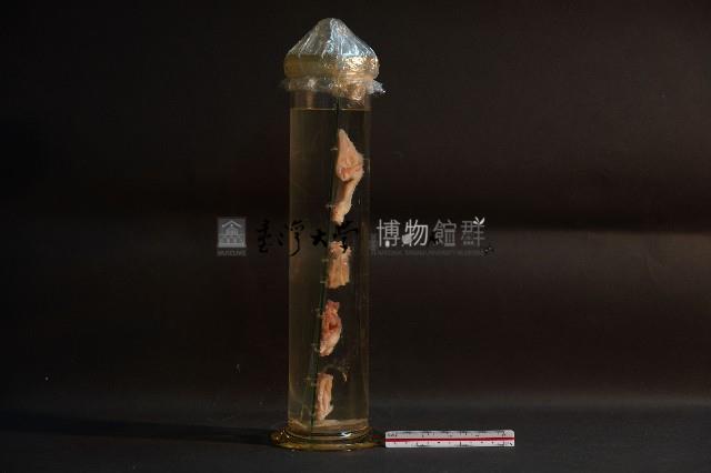 哺乳類關節構造藏品圖，第4張