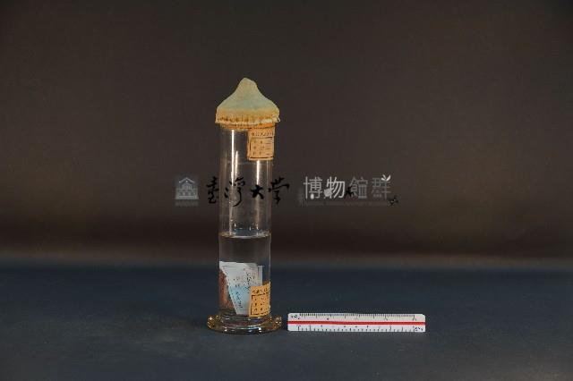 沙噀藏品圖，第4張