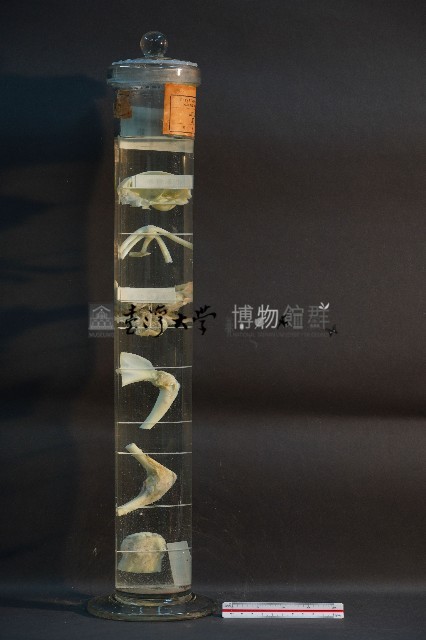 哺乳類關節藏品圖，第4張