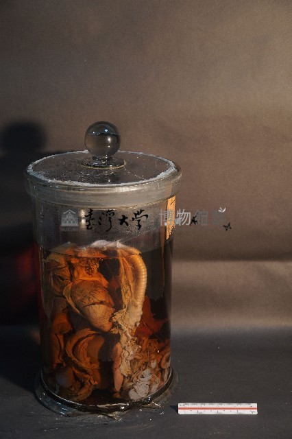 氈鹿的內部器官藏品圖，第4張