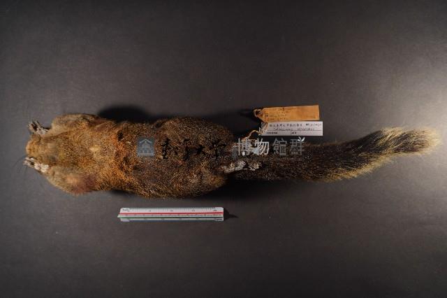 赤腹松鼠藏品圖，第7張