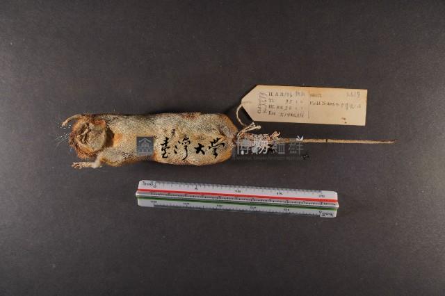 林姬鼠藏品圖，第7張