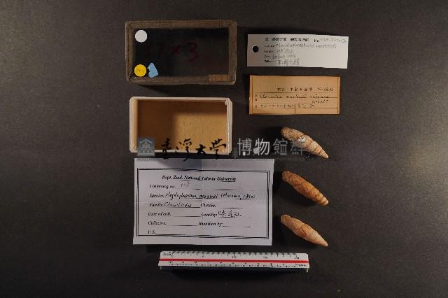 煙管螺藏品圖，第1張