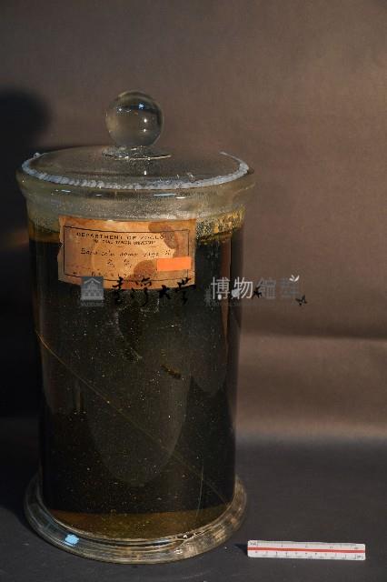 鬼鼠的解剖藏品圖，第1張