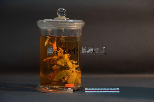 臺灣穿山甲的內部器官(解剖)藏品圖，第1張