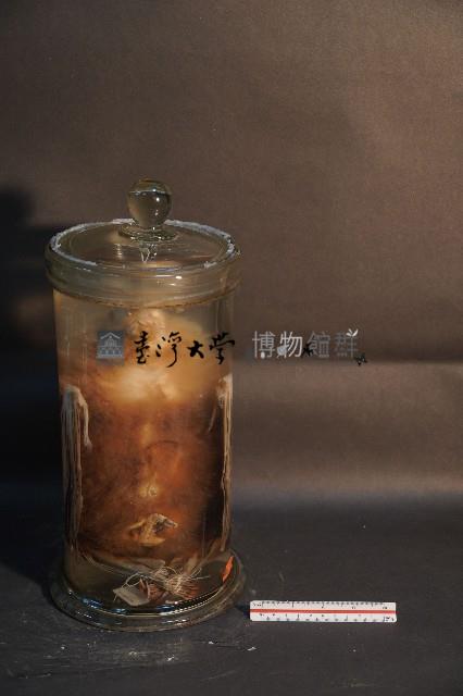 狐蝠藏品圖，第1張