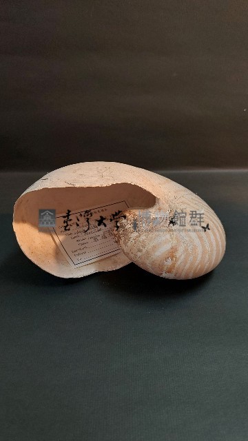 鸚鵡螺藏品圖，第1張