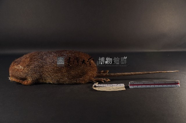 鬼鼠藏品圖，第1張