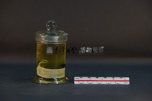 鼴鼠藏品圖，第1張