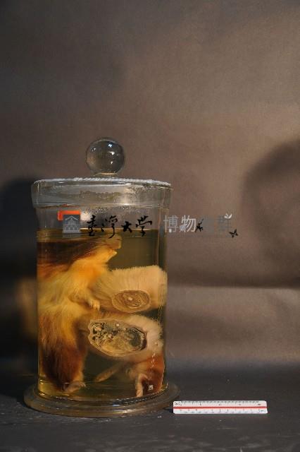 天竺鼠的切面藏品圖，第1張