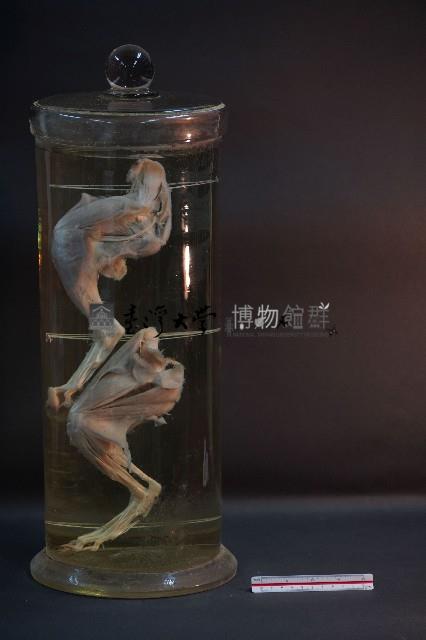 哺乳類腿的解剖藏品圖，第1張