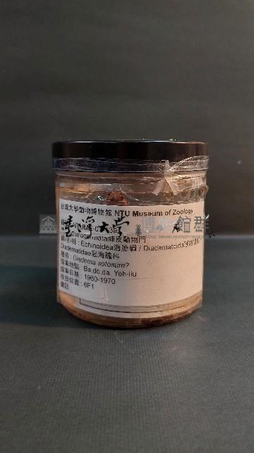 刺冠海膽藏品圖，第1張