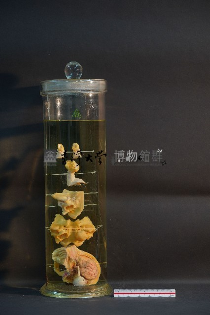 犬耳之解剖藏品圖，第1張