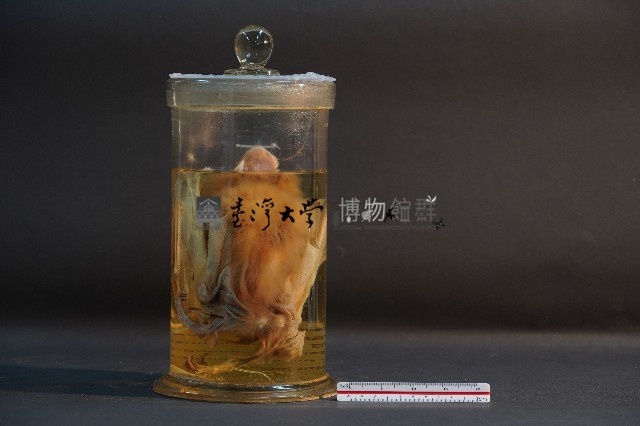 蝙蝠藏品圖，第1張