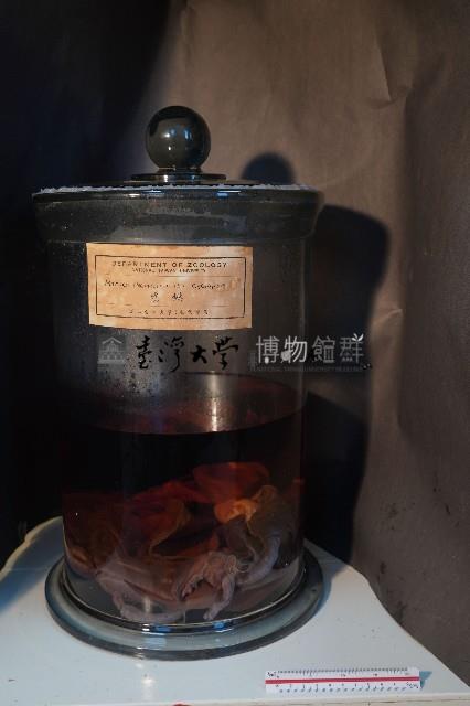 岩猴 / 臺灣獼猴的內部器官藏品圖，第1張