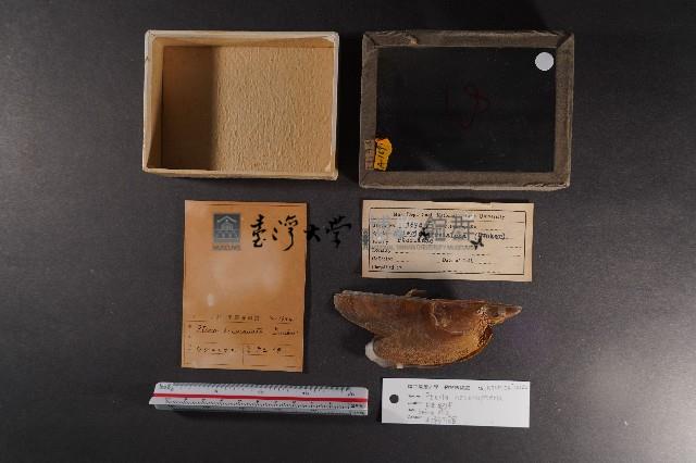 朱紅鶯蛤藏品圖，第1張