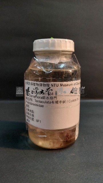 風聖水母藏品圖，第1張