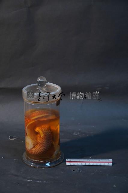 臺灣穿山甲藏品圖，第1張