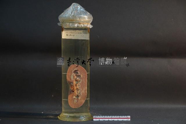 腎臟剖面(豬)藏品圖，第1張