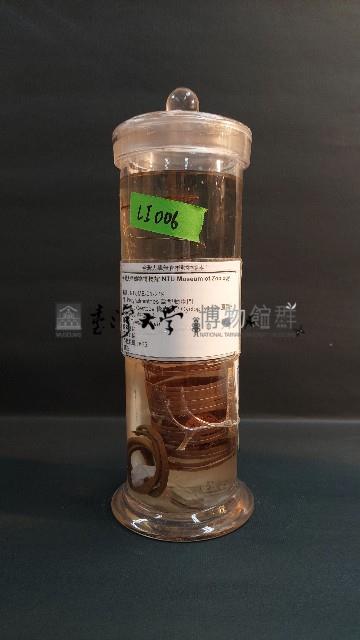 有鉤條蟲藏品圖，第1張