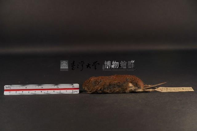 史密斯絨鼠藏品圖，第1張