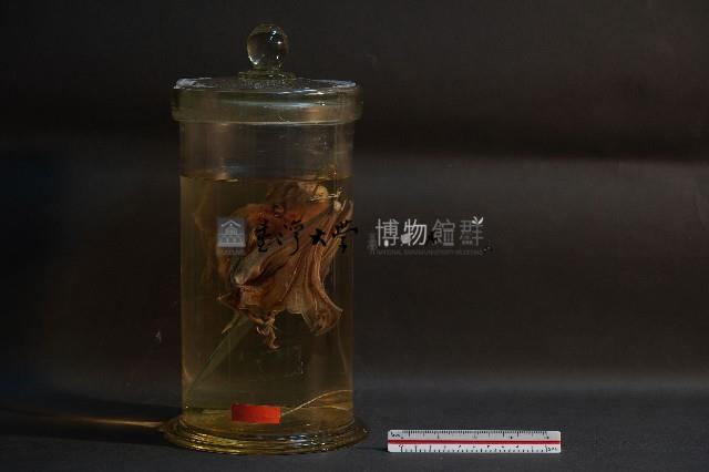 蝙蝠藏品圖，第1張