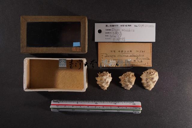 白齒岩螺藏品圖，第1張