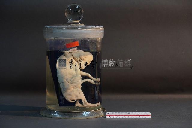 羊的胚胎藏品圖，第1張