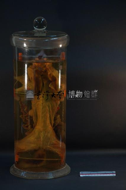 兔的循環藏品圖，第1張