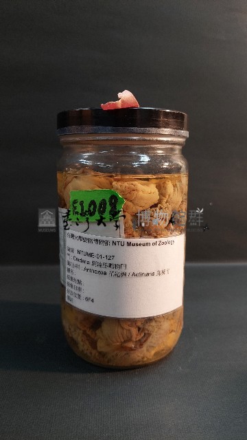 羽狀海葵藏品圖，第1張