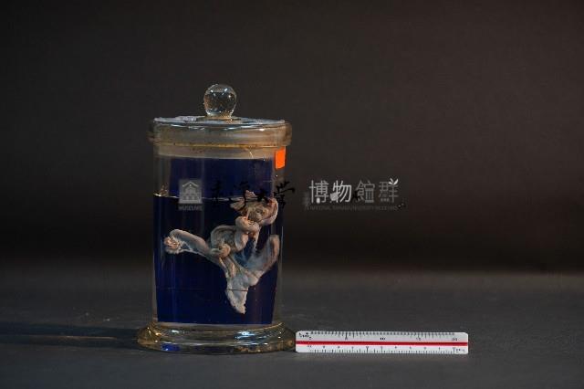 臺灣穿山甲的胎兒在母體內發育過程-2藏品圖，第1張