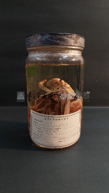 尖烏賊藏品圖，第1張