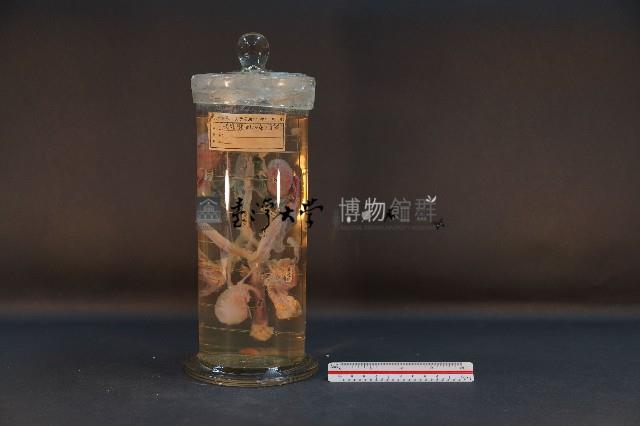 哺乳類的泌尿生殖系統藏品圖，第1張