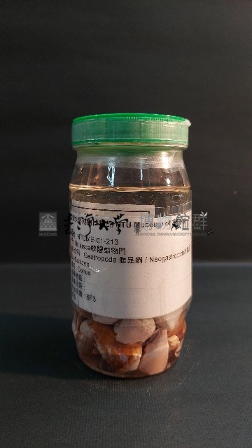 芋螺藏品圖，第1張