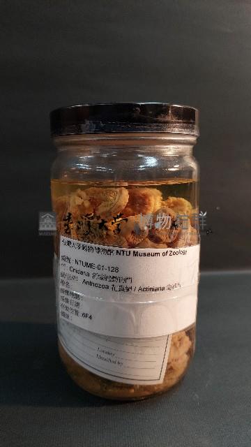 羽狀海葵藏品圖，第1張