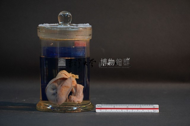 臺灣穿山甲的胚胎藏品圖，第1張