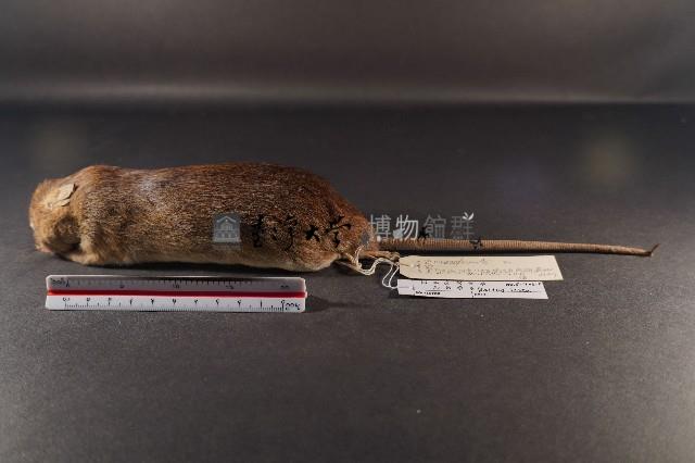 小黃腹鼠藏品圖，第1張