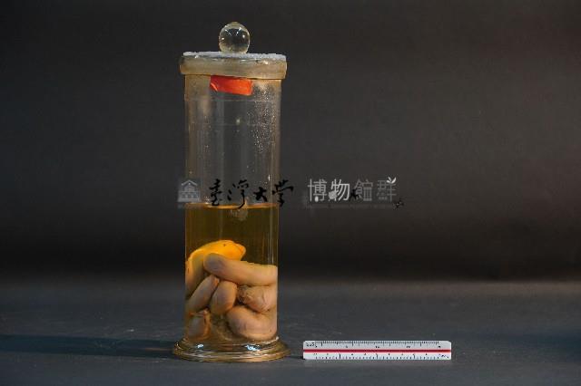 豬的胚胎藏品圖，第1張