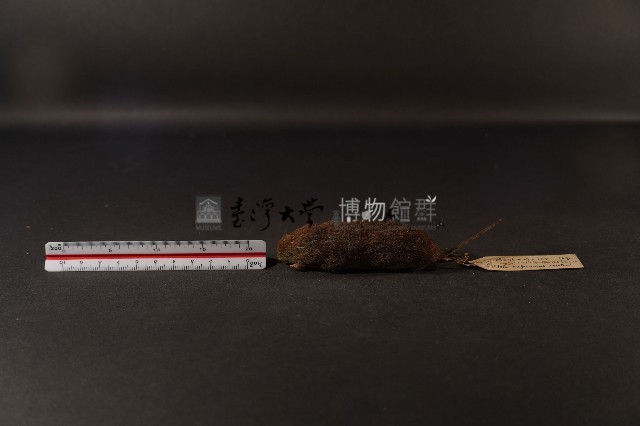 史密斯絨鼠藏品圖，第1張