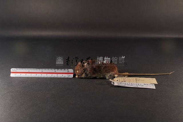臺灣森鼠藏品圖，第1張