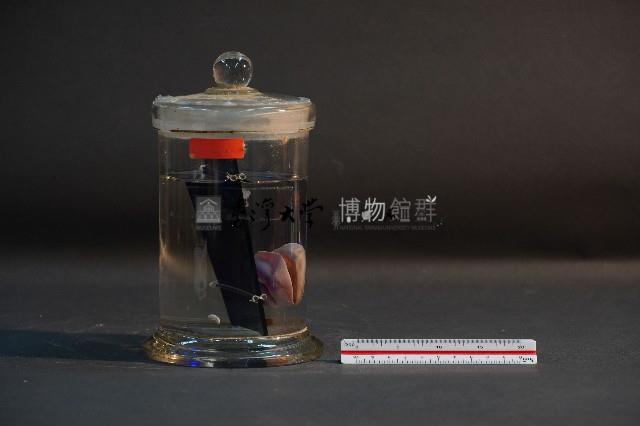 臺灣穿山甲的胚胎藏品圖，第1張