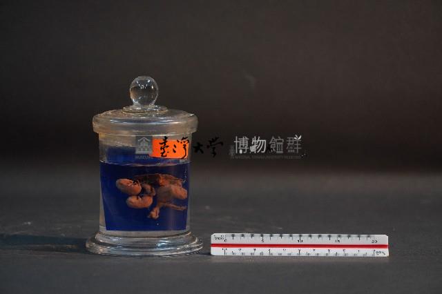 嚙齒類的胚胎藏品圖，第1張