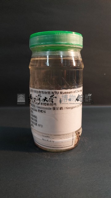 骨螺藏品圖，第1張