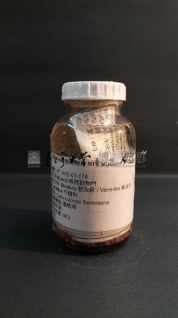 花蜆藏品圖，第1張