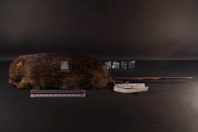 鬼鼠藏品圖，第1張