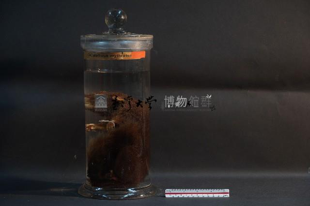 赤腹松鼠藏品圖，第1張